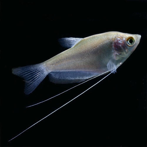Trich.microlepis    Zilvergourami L